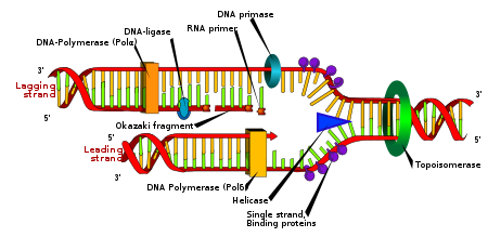DNA