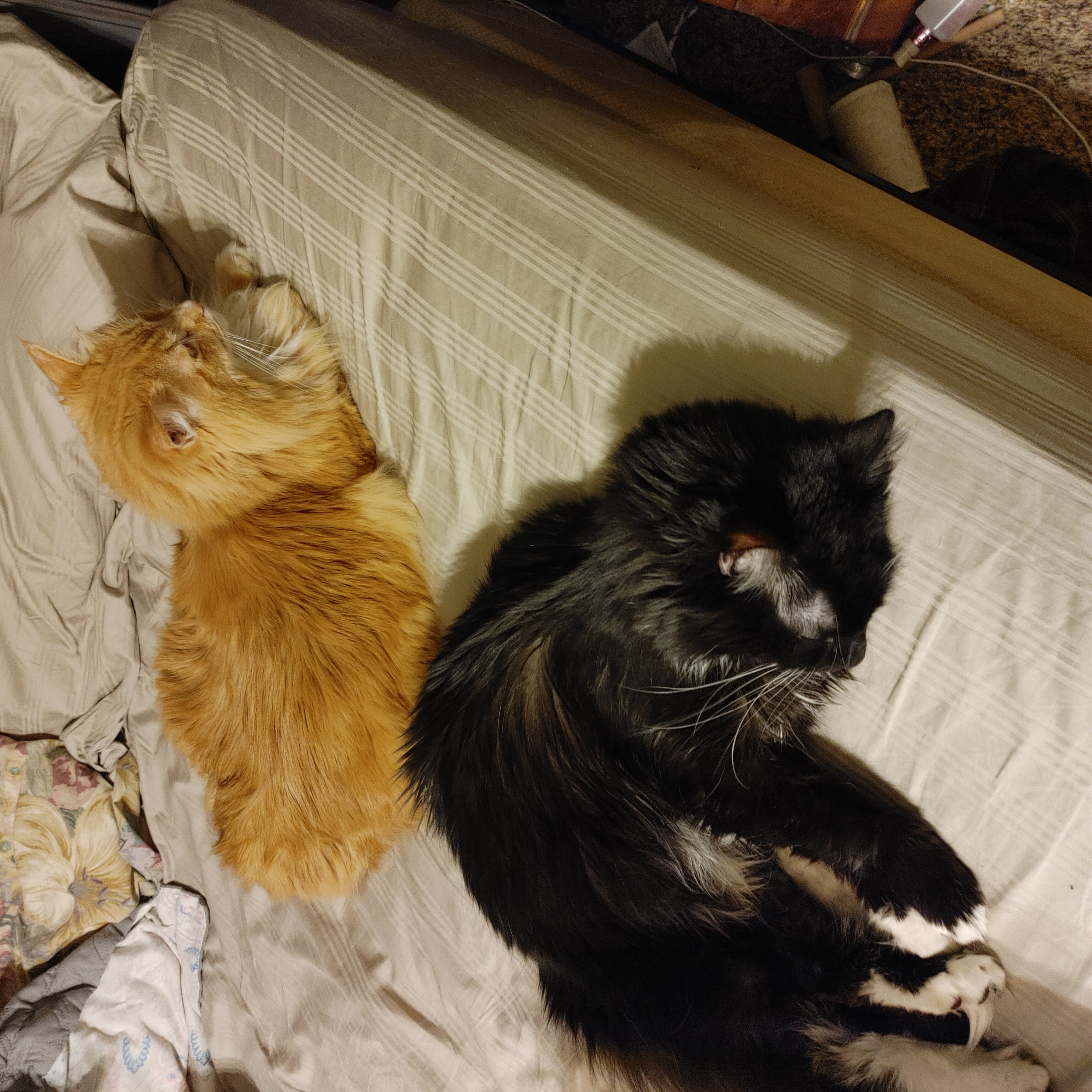 two cats napping